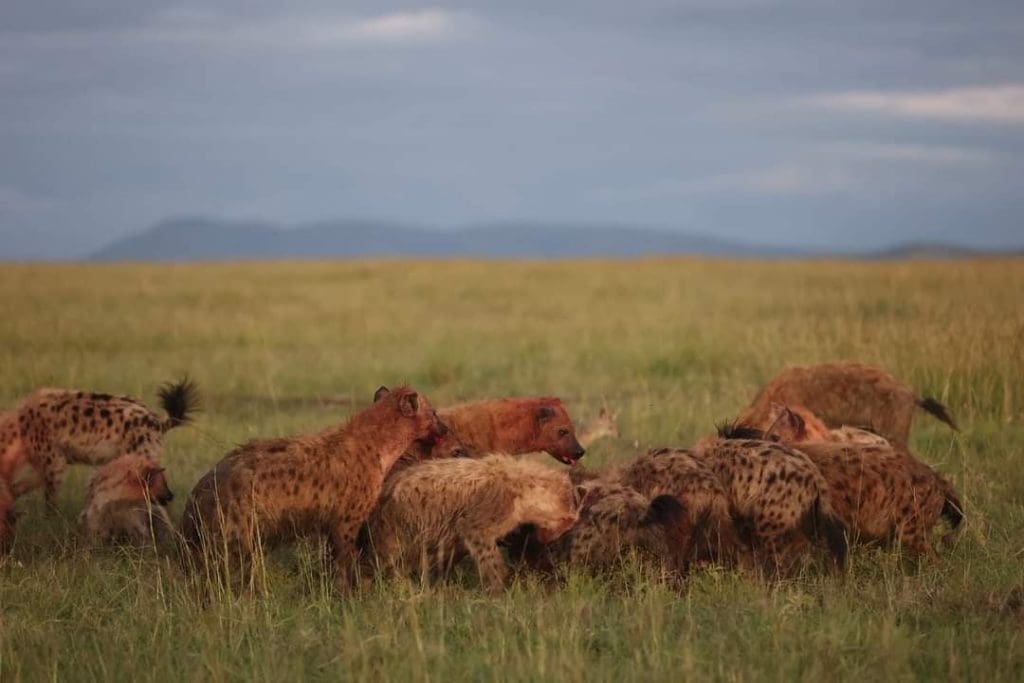 Rare Sighting - Hyena Rips off a Buffalo Calf in Masai Mara