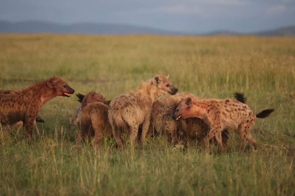 Rare Sighting - Hyena Rips off a Buffalo Calf in Masai Mara